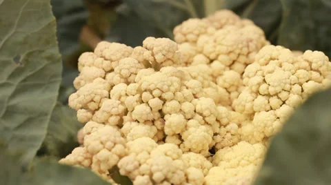Gardening vegetables from the garden cauliflower Stock Footage 38670226