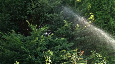 Gardening watering flowers Stock Footage 93084553