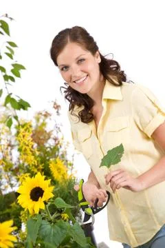 Gardening - woman with sunflower and pruning shears Stock Photos