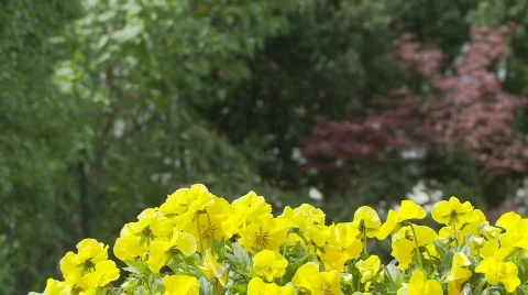 Gardening women Stock Footage