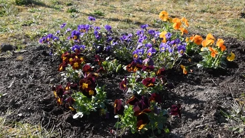 Gardening work Stock Footage 105176431