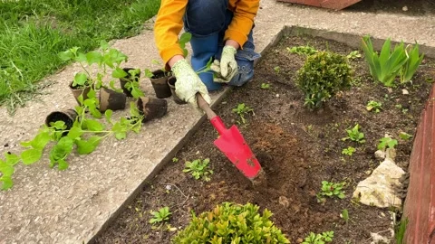 Gardening work. Stock Footage 196757675