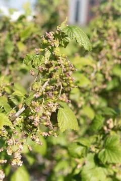 Gardening..Fruits start to develop on blackcurrant (ribes) bush. ..spring, ap Stock Photos