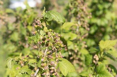Gardening..Fruits start to develop on blackcurrant (ribes) bush. ..spring, ap Stock Photos