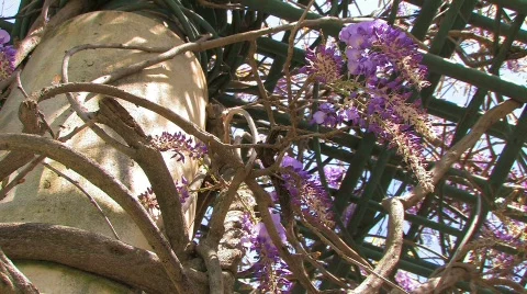 GardenLatticeTight.1080.PJ Stock Footage