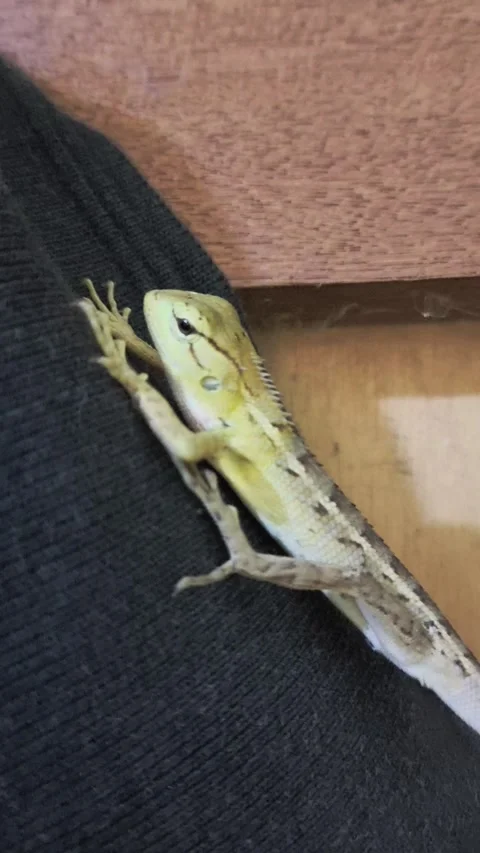 GardenLizard Stock Footage 276283236