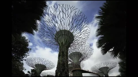 Gardens by the Bay - Supertrees Stock Footage 190933108