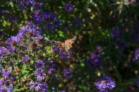 Gardens Fall-00221 Stock Photos
