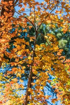 Gardens Fall-00231 Stock Photos