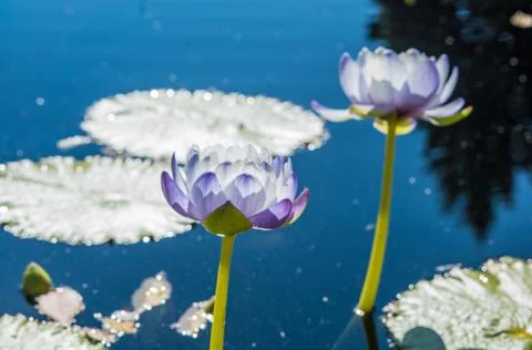 Gardens Fall-00239 Stock Photos