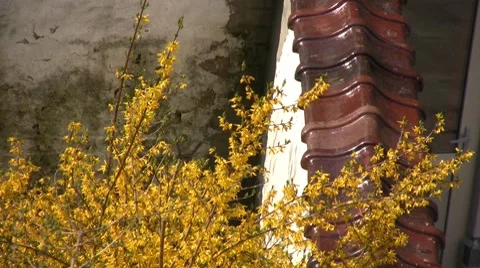 Gardens 스톡 동영상 7765824