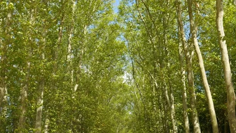 The Gardens at the Palace of Versailles 動画素材 197217064