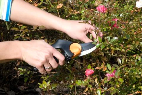 The gardens scissors Stock Photos