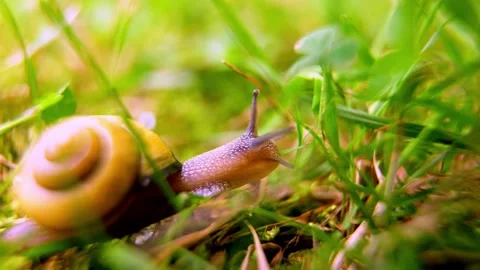 Garden's Secret: A Snail's Eye View Stock Footage 303941197