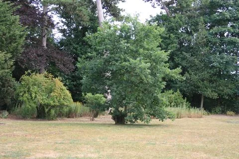 Gardentrees Stock Photos