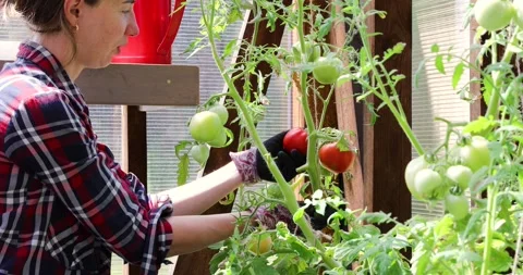 Gardner checking on tomatoes in greenhouse on a summer sunny day. Stock Footage 247874149