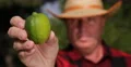 Gardner Showing Extreme Closeup Green Lime Fruit Recommend Citrus Vitamins Cure 4k or 4k+ Resolution