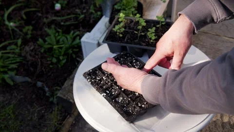 Gardner sowing seed by hand into seed tray on a spring day Stock Footage 332866317