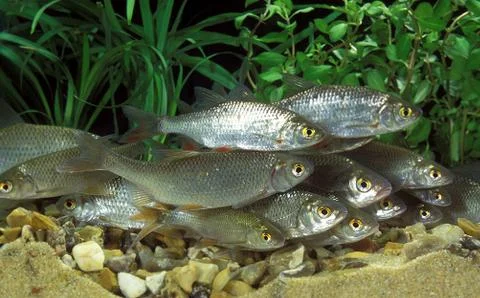 GARDON rutilus rutilus Stock Photos