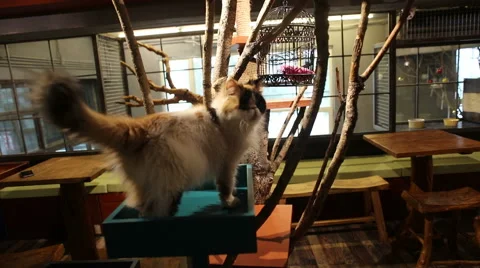 Garfield cat Stock Footage 58796748