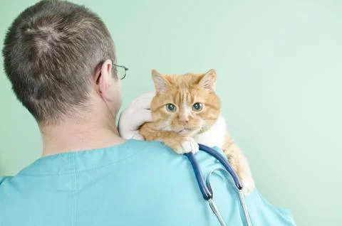 Garfield to the vet Stock Photos