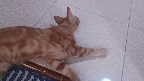 Garfield's Purr-fect Indulgence A Spoiled Cat's Roll of Opulence! Video stock 258626170