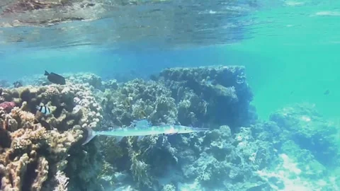 Garfish Being Cleaned by Two Cleaner Wrasse at a Coral Reef Video stock 343727829