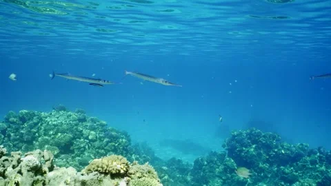 Garfish floating in blue water above reef on sunny day, cleaner fish clean them Stock Footage 281328362