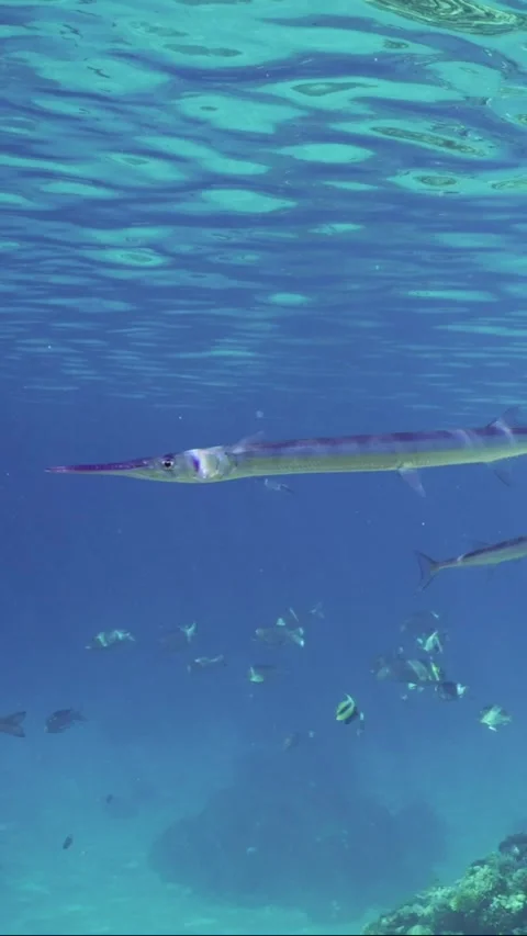 Garfish swim under surface of blue water over coral reef approaching to cleaning Stock Footage 288185818