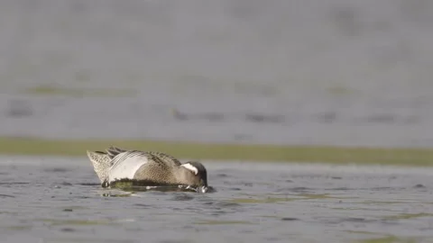 Garganey 2 Stock Footage 225470213