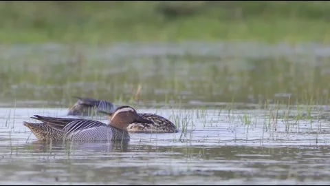 Garganey 2 Stock Footage 225470925
