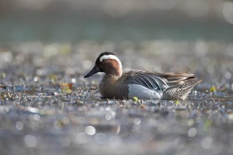 Garganey, Anas querquedula Stock Photos