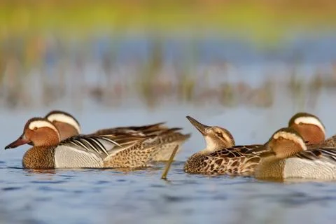 Garganey bird in spring, duck in breeding plumage Spatula querquedula Stock Photos