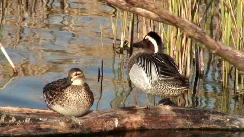 Garganey birds, Anas querquedula 動画素材 73446180