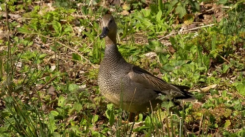 Garganey  duck standing in marshy ground close up Stock Footage 82654550
