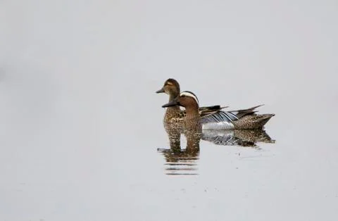 Garganey Ducks (Anas Querquedula) Stock Photos