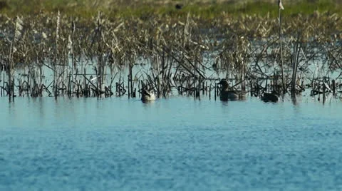 Garganey Video stock 24151568