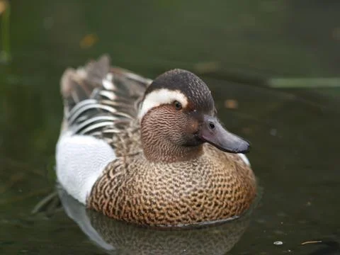 Garganey Stock Photos