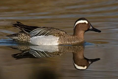 Garganey swimming in river in spring with reflection Stock Photos