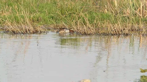 A Garganey that swims on a swamp Stock Footage 50543193
