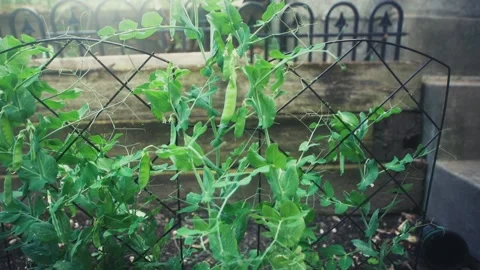 The gargener checking the progress of growing peas Stock Footage 133644196