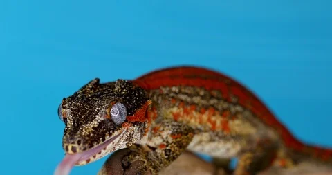 Gargoyle Gecko On A Branch Facing Camera &amp; Sticking Out Tongue. Blue Background. Stock Footage 107390474
