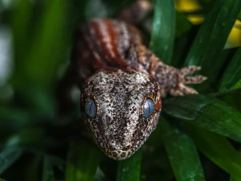 Gargoyle Gecko Close Up Stock Photos