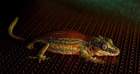 Gargoyle Gecko On Metal Sheet Getting Sprayed W/ Water Lit By Red &amp; Green Lights Stock Footage 108395085