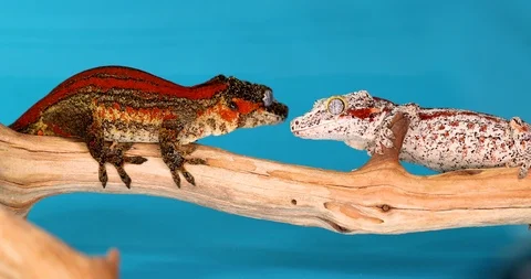 Gargoyle Geckos Staring At Each Other On Branch With Blue Background Stock Footage 108393403