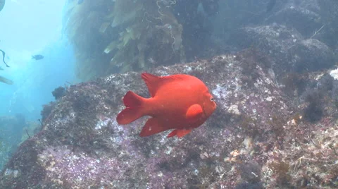 Stock photo of Close up of Garibaldi fish face {Hypsypops