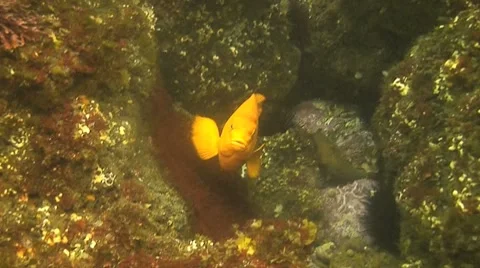 Garibaldi Stock Footage 8577427