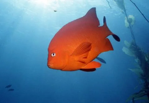 Garibaldi Stock Photos