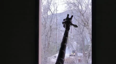 Gariffe in Captivity Stock Footage