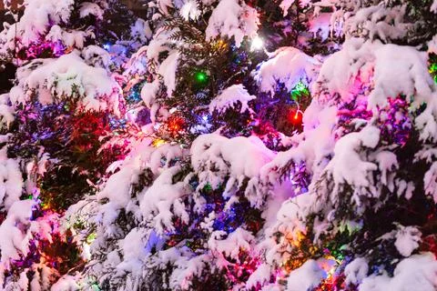 Garland among the branches of thuja Stock Photos